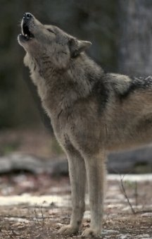 Чоно-волк