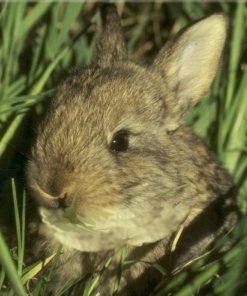 Коловертыш в образе кролика